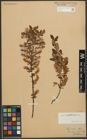 Foto von Salix myrtilloides L.
